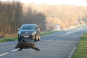 Incidente stradale con animale selvatico